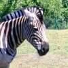 Avatar Zebra