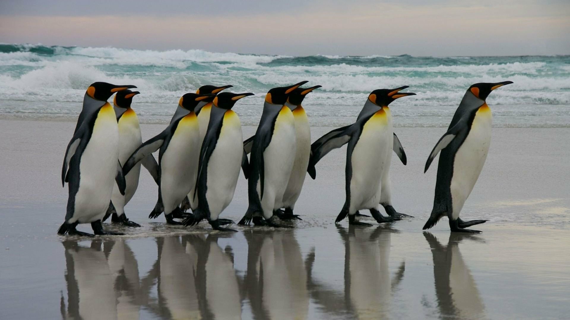 Pinguine, Foto: Ben Tubby