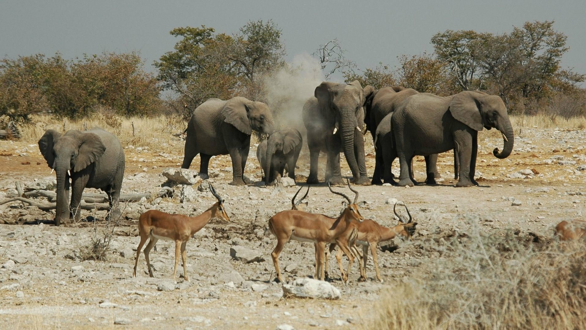 Elefanten, Foto: GIRAUD Patrick